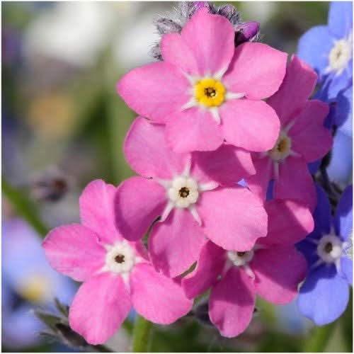 mixed forget me not seeds for planting