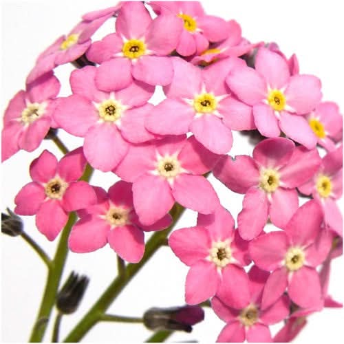 Rose Forget-Me-Not Seeds For Planting (Myosotis alpestris)