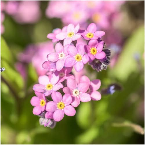 100 Mixed FORGET ME NOT Pink Blue White Mix Myosotis Alpestris Flower –  Seedville USA