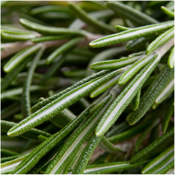 Rosemary Seeds