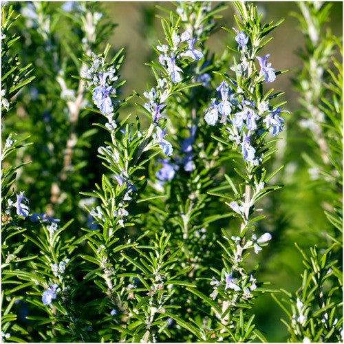 rosemary seeds for planting