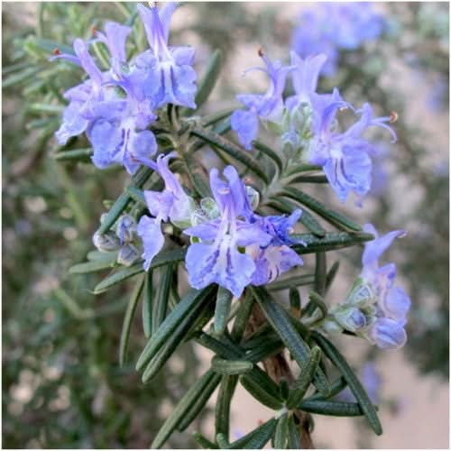 rosemary seeds for planting