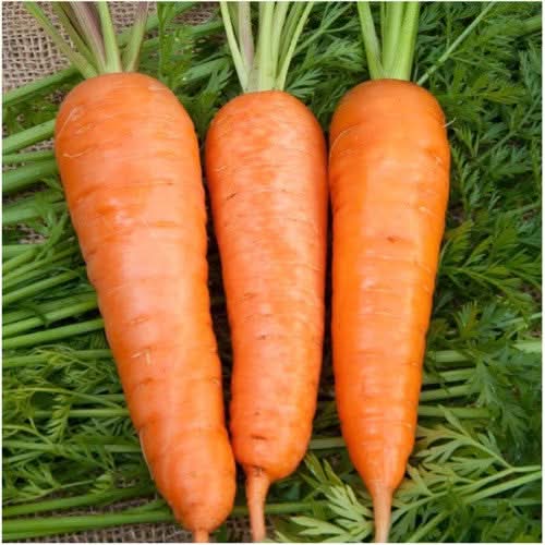 Royal Chantenay Carrot Seeds For Planting (Daucus carota)