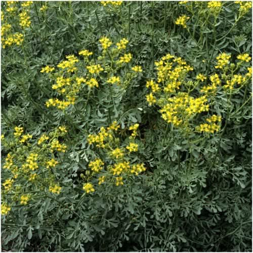 rue herb seeds for planting