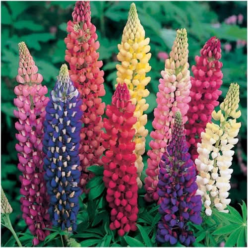 Lupine Russell Seeds For Planting (Lupinus polyphyllus)
