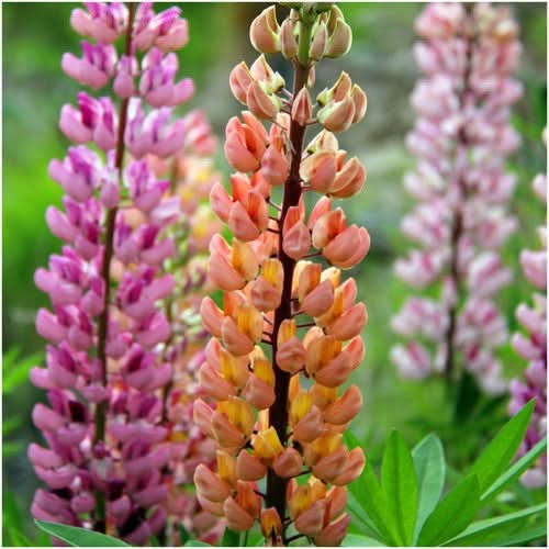 Lupine Russell Seeds For Planting (Lupinus polyphyllus)