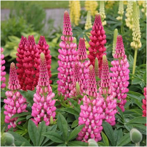Lupine Russell Seeds For Planting (Lupinus polyphyllus)