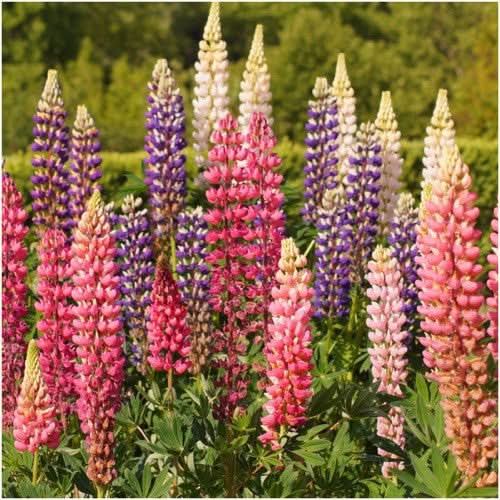 Lupine Russell Seeds For Planting (Lupinus polyphyllus)