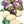 purple top rutabaga seeds for planting