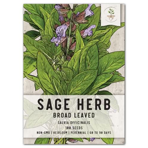 Sage Herb Seeds For Planting (Salvia officinalis)