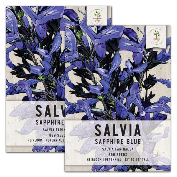 SAPPHIRE BLUE SALVIA SAGE SEEDS FOR PLANTING