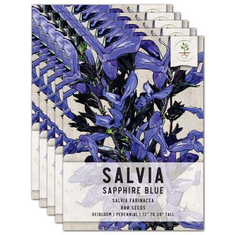 Sapphire Sage Seeds For Planting / Sapphire Salvia (Salvia farinacea)