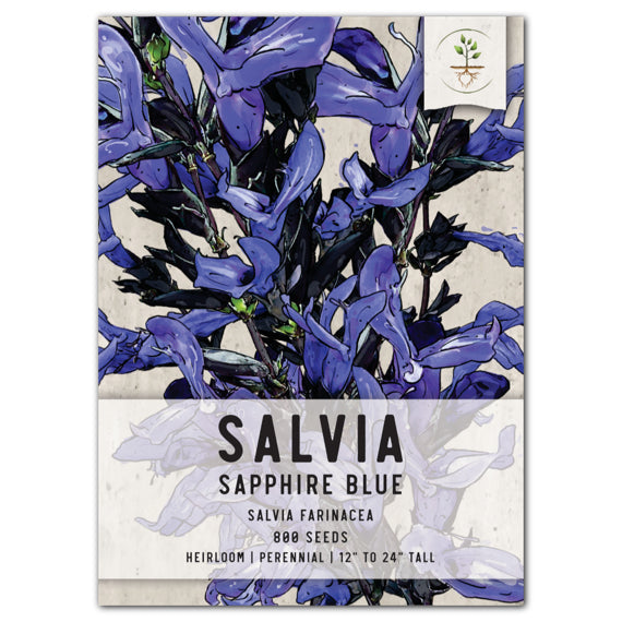 SAPPHIRE BLUE SALVIA SAGE SEEDS FOR PLANTING