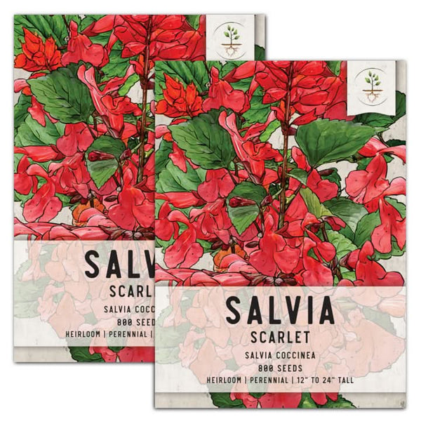 scarlet salvia seeds for planting