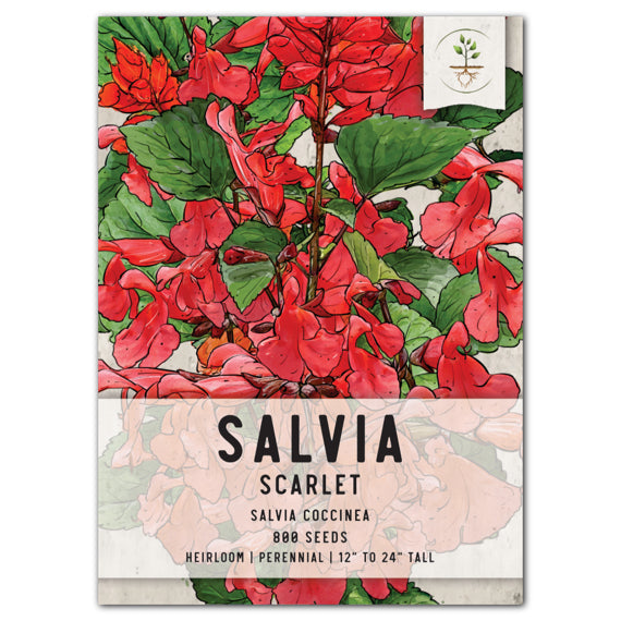 Scarlet Sage Seeds For Planting / Scarlet Salvia (Salvia coccinea)