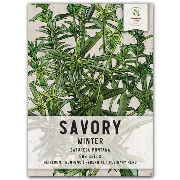 Winter Savory Herb Seeds For Planting (Satureja montana)