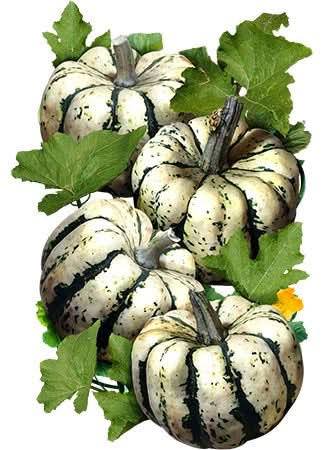 Sweet Dumpling Winter Squash Seeds For Planting (Cucurbita pepo)