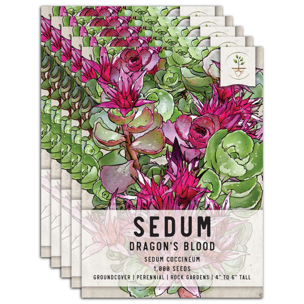 Dragon's Blood Sedum Seeds For Planting (Sedum coccineum)