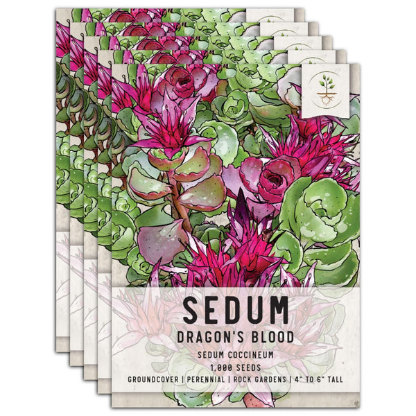 blood succulent target Dragon's Blood Sedum Seeds For Planting (Sedum coccineum)
