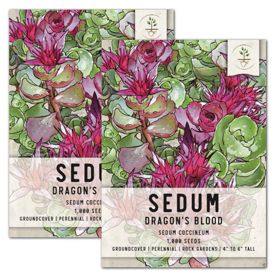 Dragon's Blood Sedum Seeds For Planting (Sedum coccineum)
