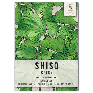 green shiso seeds for planting