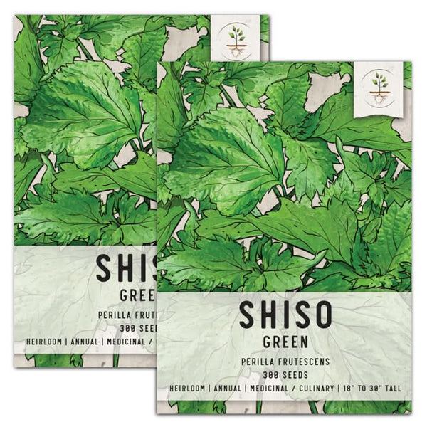 Green Shiso Seeds For Planting (Perilla frutescens)