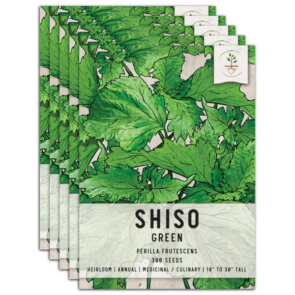 Green Shiso Seeds For Planting (Perilla frutescens)