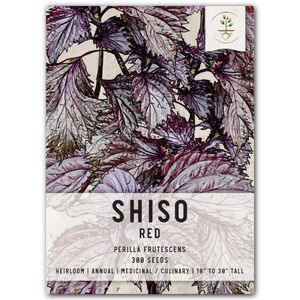 red shiso herb seeds for planting