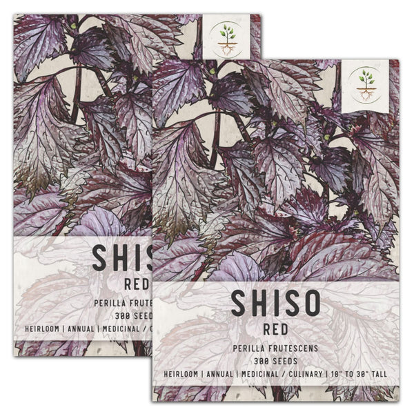 Red Shiso Seeds For Planting (Perilla frutescens)