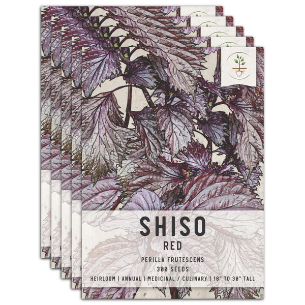 Red Shiso Seeds For Planting (Perilla frutescens)