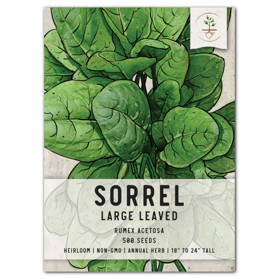 Large Leaf Sorrel Seeds For Planting (Rumex acetosa)