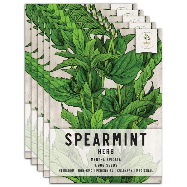 Spearmint Herb Seeds For Planting (Mentha spicata)