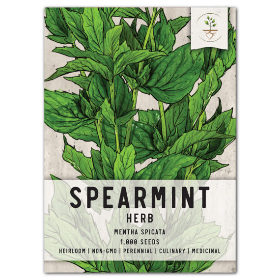 Spearmint Herb Seeds For Planting (Mentha spicata)