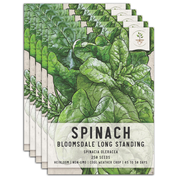 Bloomsdale Long Standing Spinach Seeds For Planting (Spinacia oleracea)
