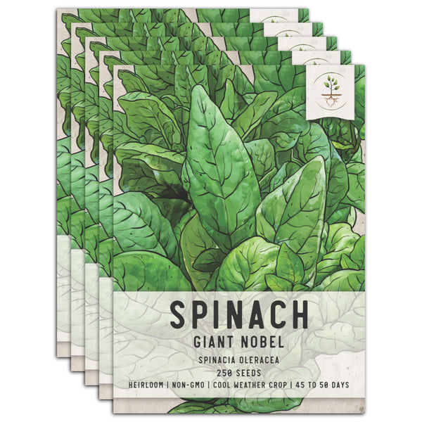 Giant Noble Spinach Seeds For Planting (Spinacia oleracea)