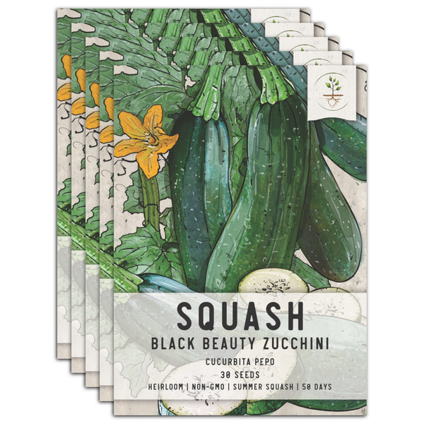 Black Beauty Zucchini, Summer Squash Seeds For Planting (Cucurbita pepo)