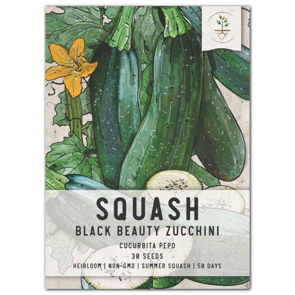 Black Beauty Zucchini, Summer Squash Seeds For Planting (Cucurbita pepo)