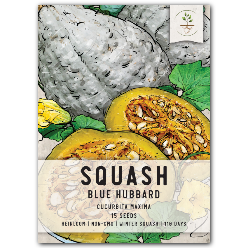 Seed Needs Blue Hubbard Winter Squash Seeds - Thumbnail 2