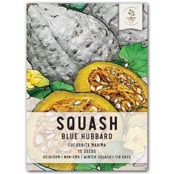 Blue Hubbard Winter Squash Seeds For Planting (Cucurbita maxima)