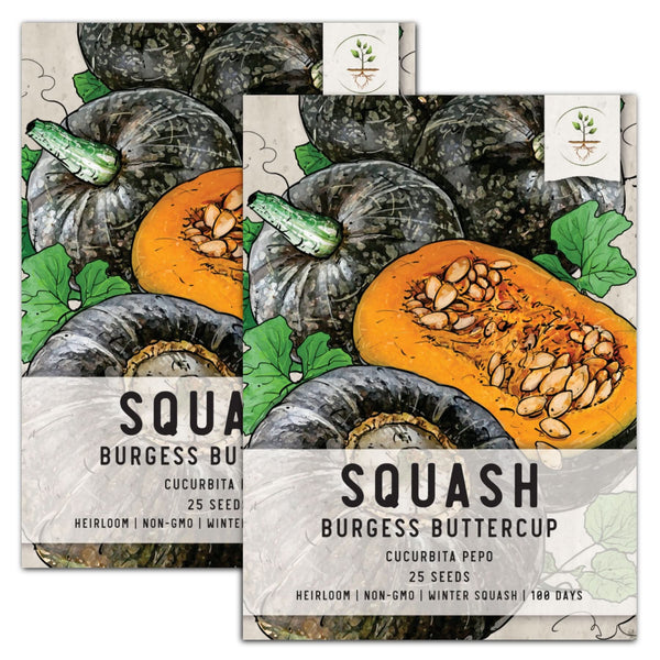Burgess Buttercup Winter Squash Seeds For Planting (Cucurbita pepo)