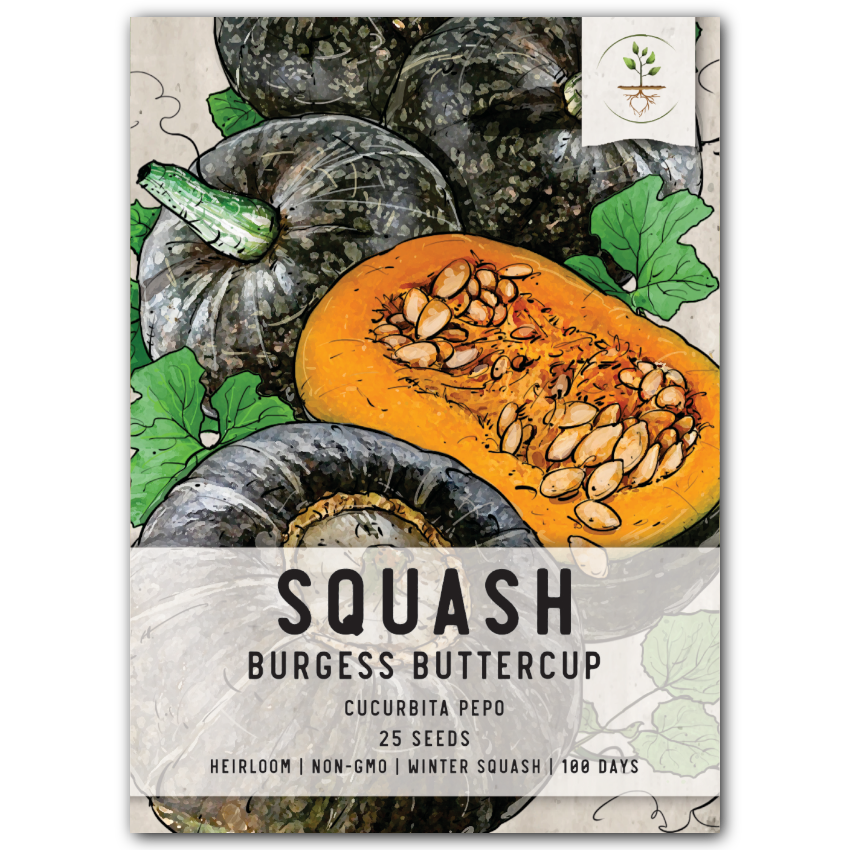 Burgess Buttercup Winter Squash Seeds For Planting 