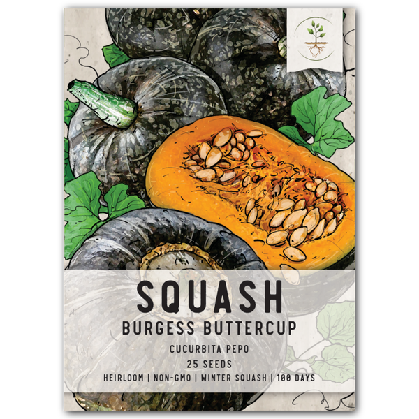 Burgess Buttercup Winter Squash Seeds For Planting (Cucurbita pepo)