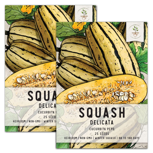 Delicata Winter Squash Seeds For Planting (Cucurbita pepo)