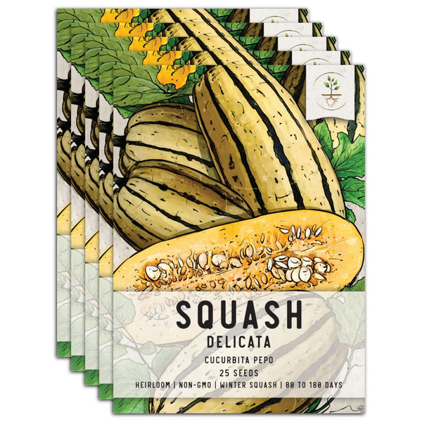 planting delicata squash seeds Delicata Squash Seeds For Planting (Cucurbita pepo)