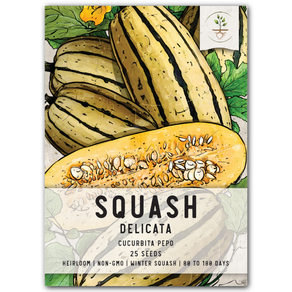 Delicata Winter Squash Seeds For Planting (Cucurbita pepo)