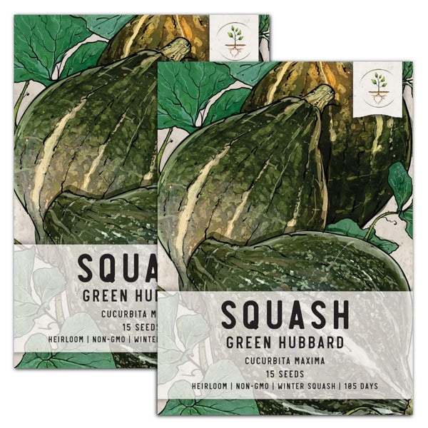 plant squash seeds Green Hubbard Winter Squash Seeds For Planting (Cucurbita maxima) – Seed Needs LLC
