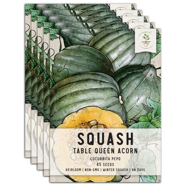 Table Queen Acorn Winter Squash Seeds For Planting (Cucurbita pepo)