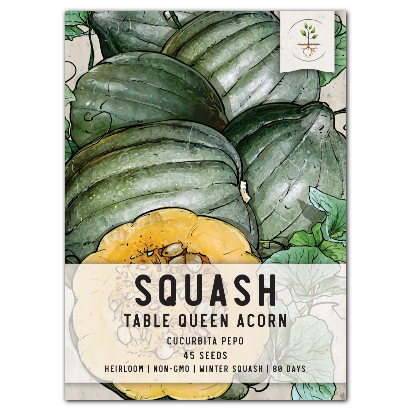 Table Queen Acorn Winter Squash Seeds For Planting (Cucurbita pepo)
