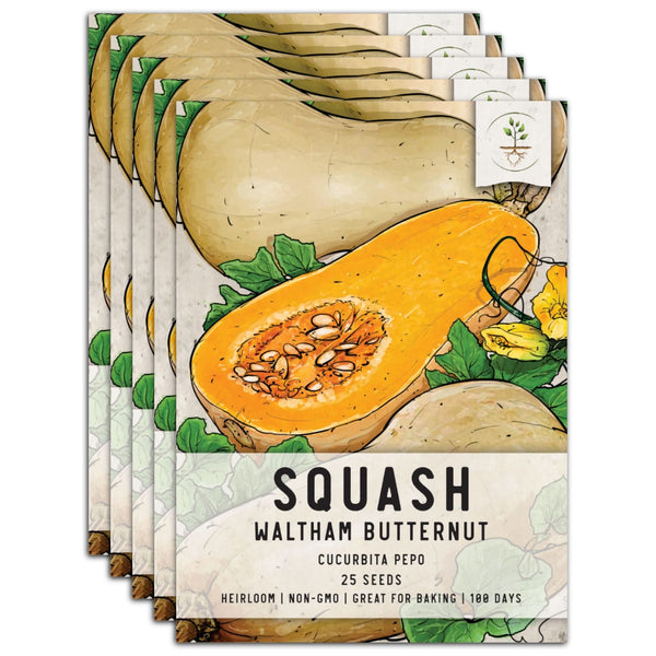 Waltham Butternut Winter Squash Seeds For Planting (Cucurbita pepo)