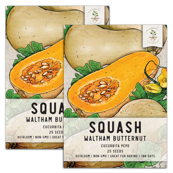 Waltham Butternut Winter Squash Seeds For Planting (Cucurbita pepo)